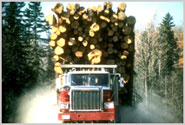 Maine Logging